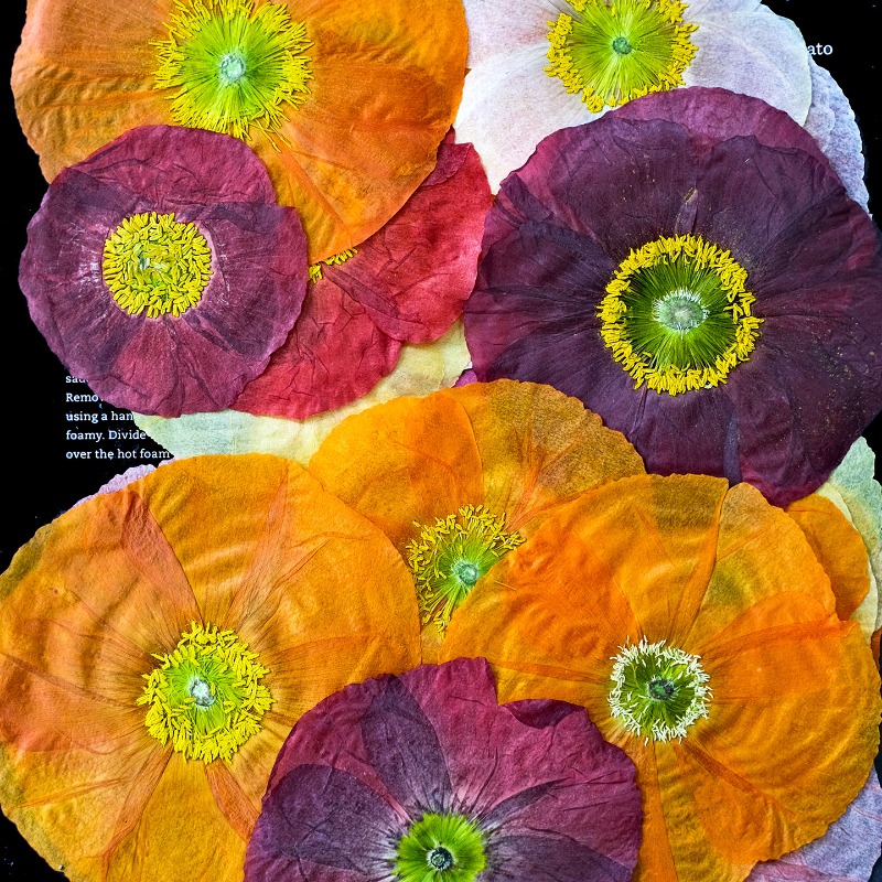 1개, 자연산 양귀비 압화 DIY 레진 몰드 스크랩북  - Art And Craft Nature 리뷰 및 가격