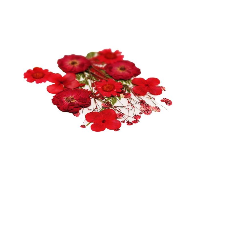 드라이 플라워 천연 식물 압화 DIY 네일 아트 수공예 - Art And Craft Nature 리뷰 및 가격