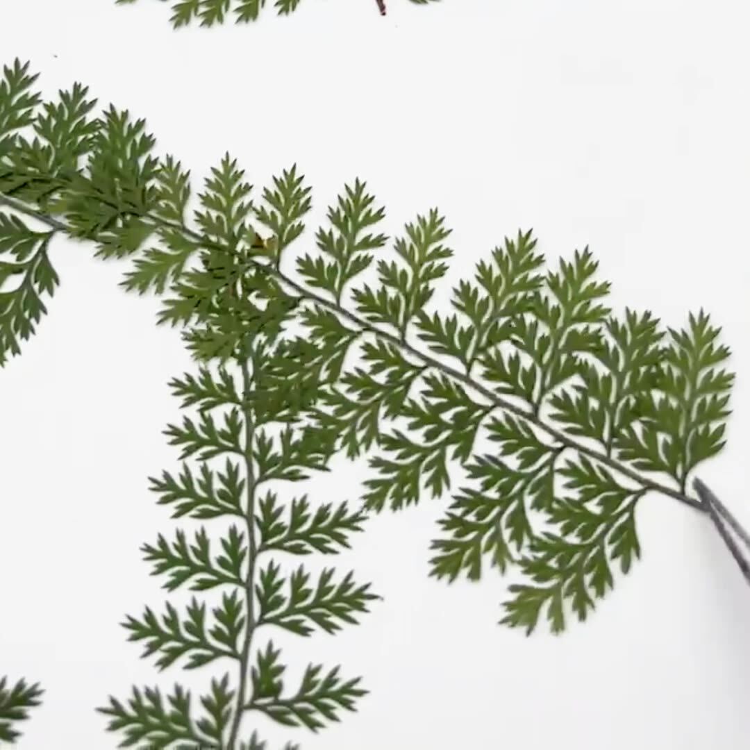 100개 천연 레인 펀그나무 잎 표본, 펀그나무 DIY - Art And Craft Nature 리뷰 및 가격