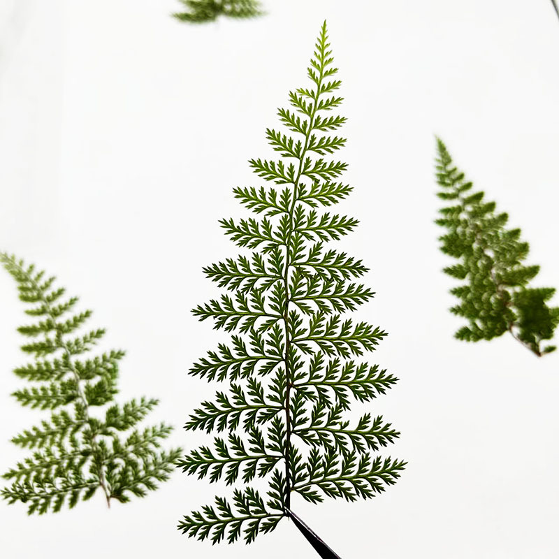 100개 천연 레인 펀그나무 잎 표본, 펀그나무 DIY - Art And Craft Nature 리뷰 및 가격